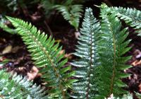 Polystic rigens