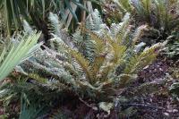Polystic rigens