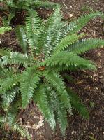 Polystic rigens