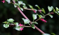 Fuchsia à petites feuilles