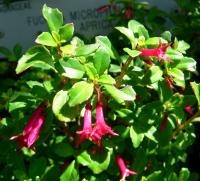 Fuchsia à petites feuilles