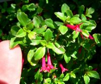 Fuchsia à petites feuilles