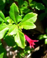 Fuchsia à petites feuilles