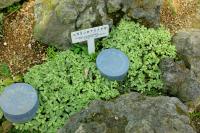 Fittonia argyroneura