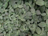 Fittonia argyroneura