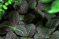 Fittonia argyroneura