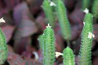 Fittonia argyroneura