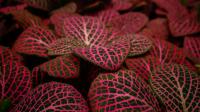 Fittonia argyroneura