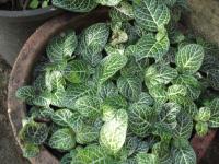 Fittonia argyroneura