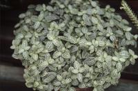 Fittonia argyroneura