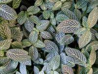 Fittonia argyroneura