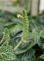 Fittonia argyroneura