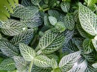 Fittonia argyroneura