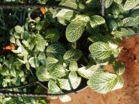 Fittonia argyroneura