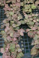 Fittonia argyroneura