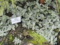 Fittonia argyroneura