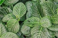 Fittonia argyroneura