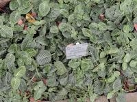 Fittonia argyroneura