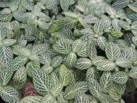 Fittonia argyroneura