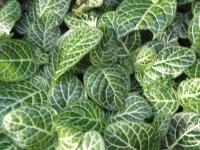 Fittonia argyroneura