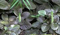Fittonia argyroneura
