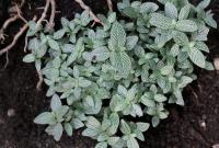 Fittonia argyroneura
