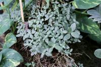 Fittonia argyroneura