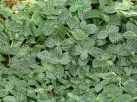 Fittonia argyroneura