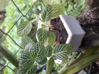 Fittonia argyroneura