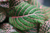 Fittonia argyroneura
