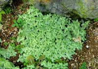 Fittonia argyroneura