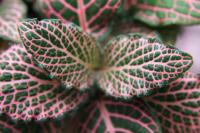 Fittonia argyroneura