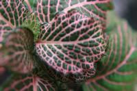 Fittonia argyroneura