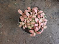 Fittonia argyroneura
