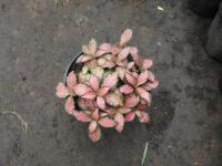 Fittonia argyroneura