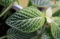 Fittonia argyroneura