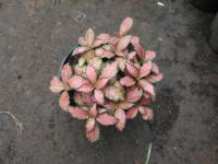Fittonia argyroneura