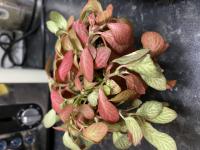 Fittonia argyroneura