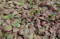 Fittonia argyroneura