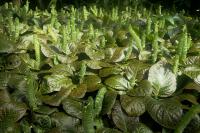 Fittonia argyroneura
