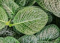 Fittonia argyroneura