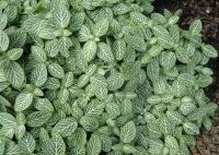 Fittonia argyroneura