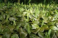 Fittonia argyroneura
