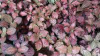 Fittonia argyroneura