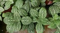 Fittonia argyroneura