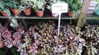 Fittonia argyroneura