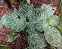 Fittonia argyroneura