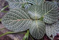 Fittonia argyroneura