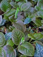 Fittonia argyroneura
