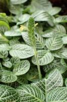 Fittonia argyroneura